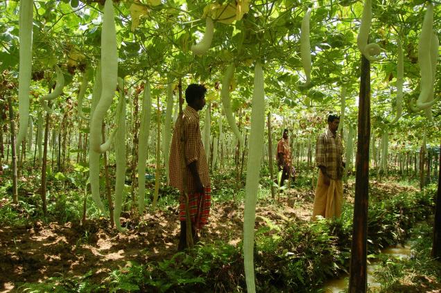 Agricultural products - Dial Kerala